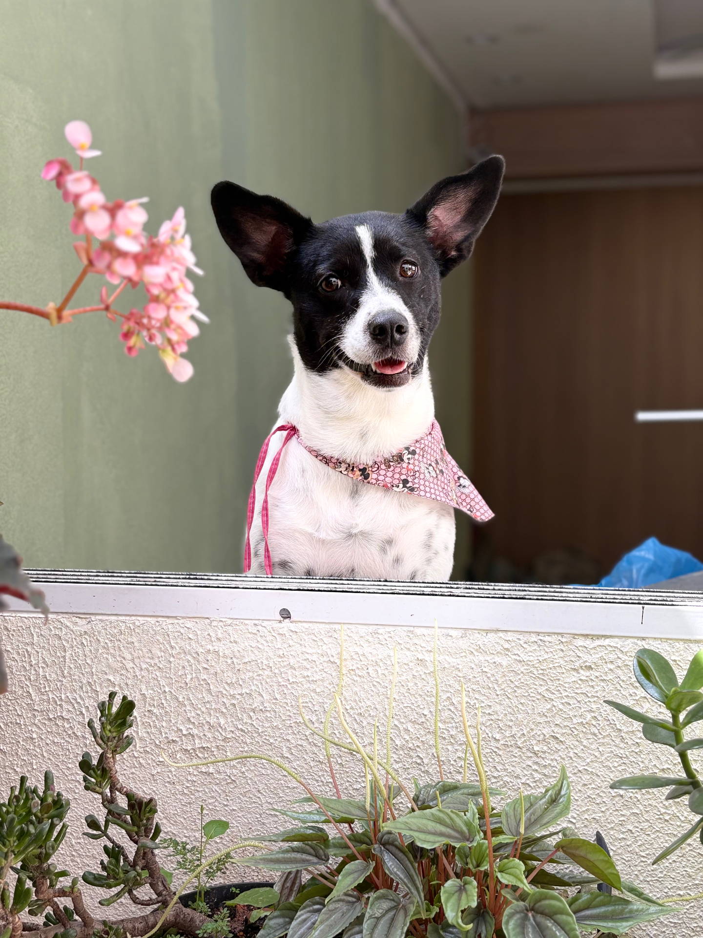 Cão preto e branco de bandana rosa no pátio, entre flores e plantas