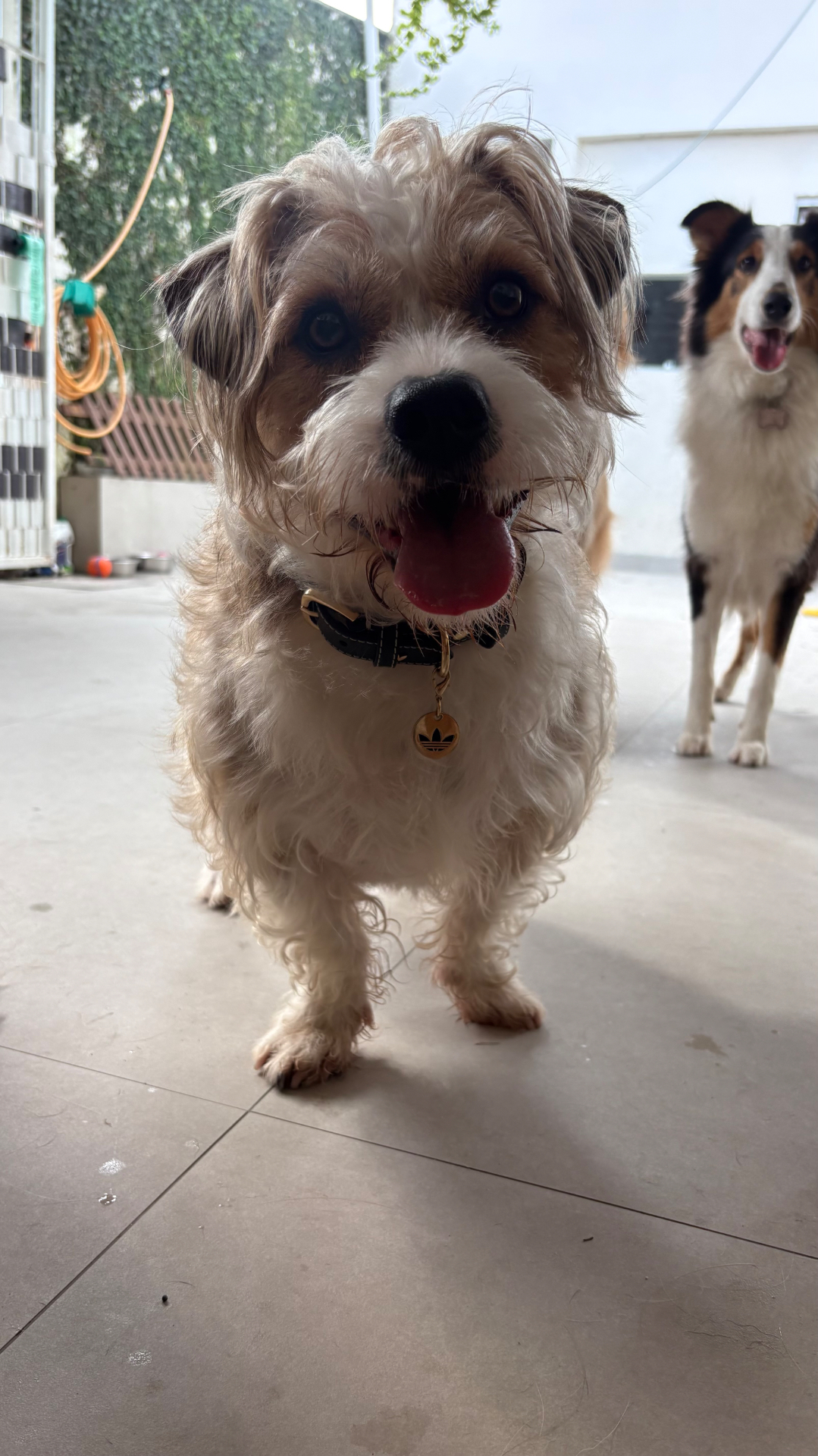 Cão de pelo duro atento na área externa, com outro cão ao fundo