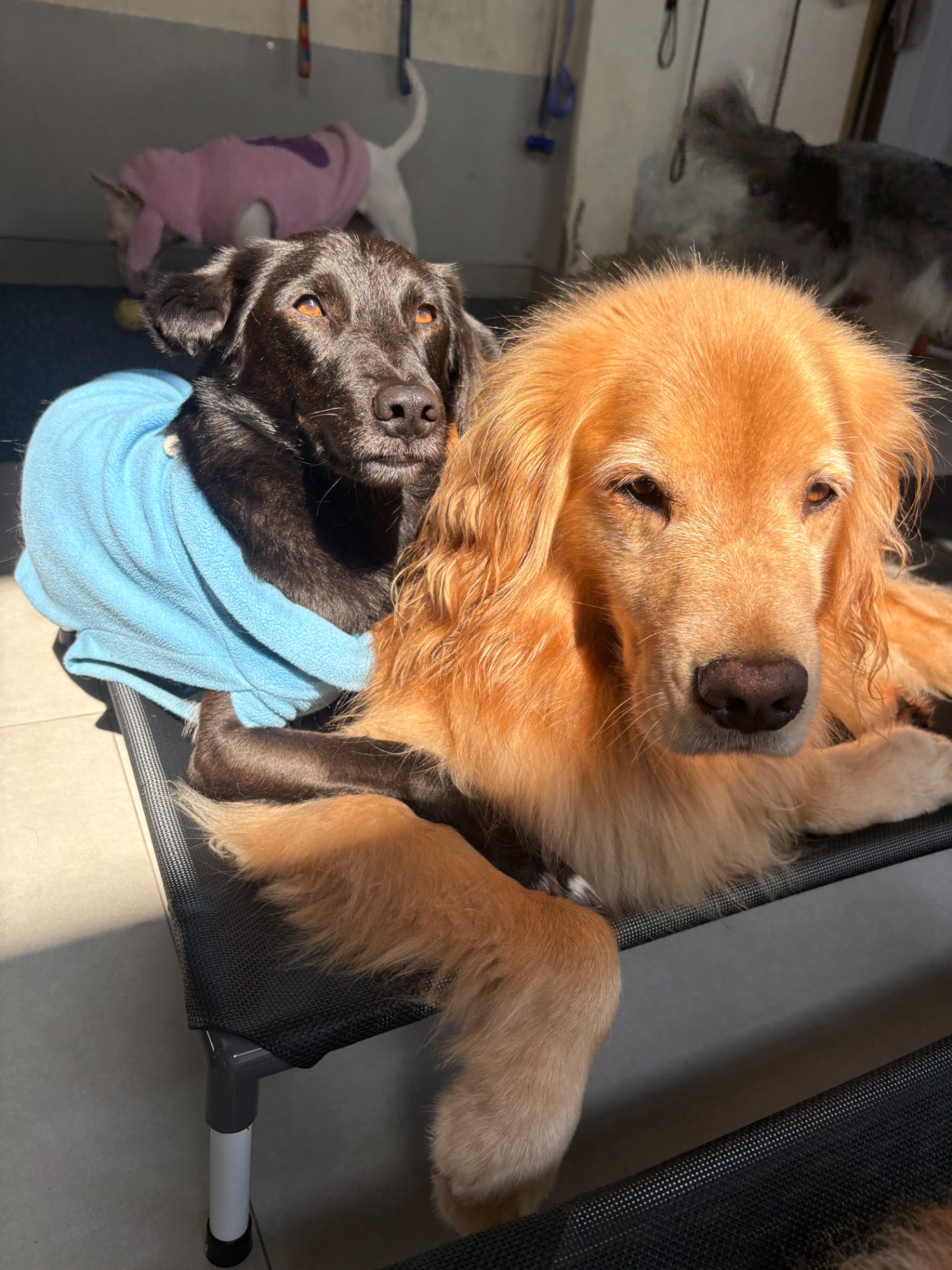 Dois cães descansando juntos na cama suspensa, com mantas coloridas