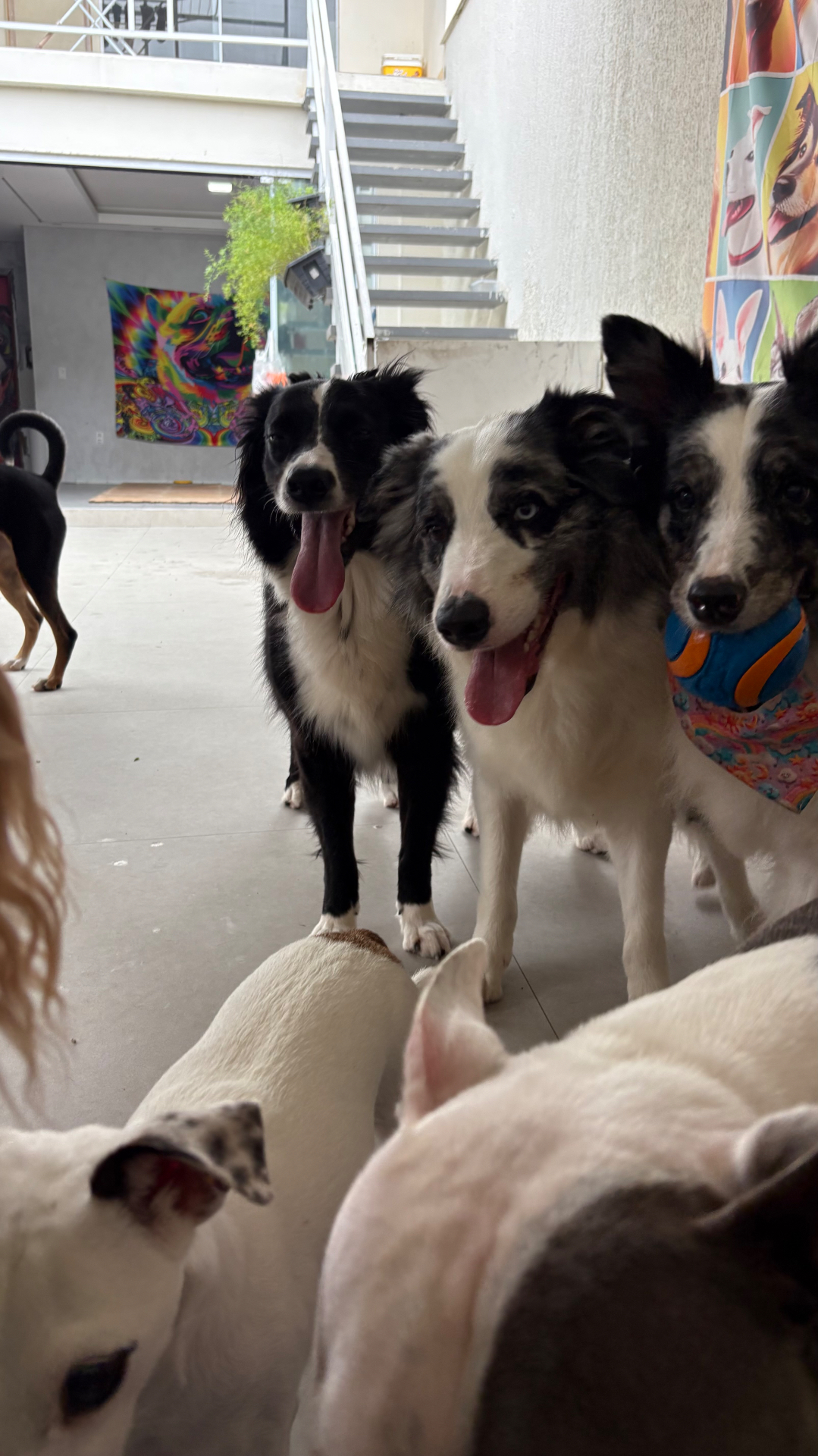Grupo de cães de raças diferentes reunido no pátio coberto